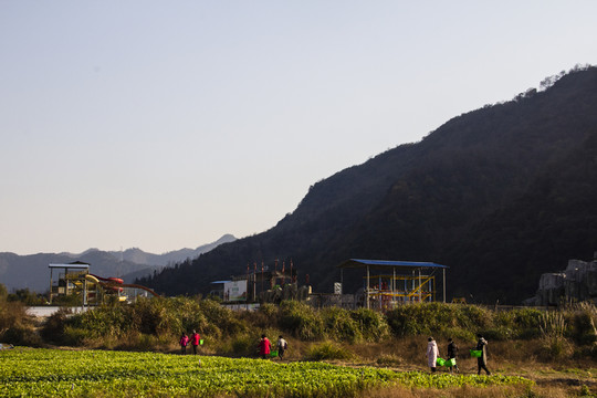 農(nóng)家菜地