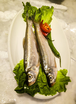 小白魚