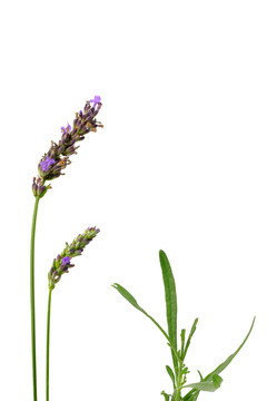 薰衣草花與葉子，孤立