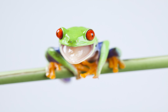 動物