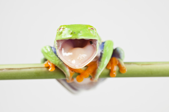 動(dòng)物