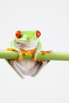 動物