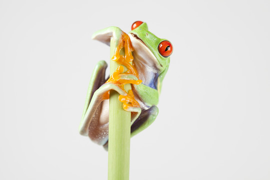 動(dòng)物