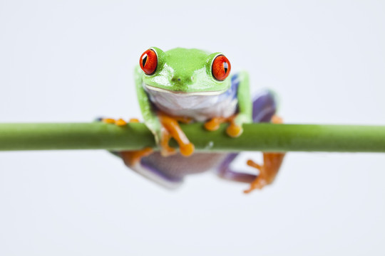 動物