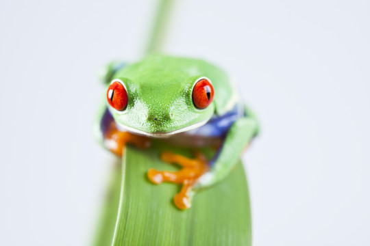 動物