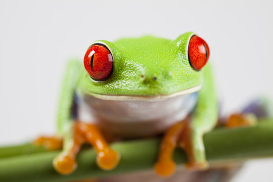 動(dòng)物