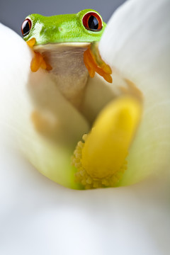 動(dòng)物