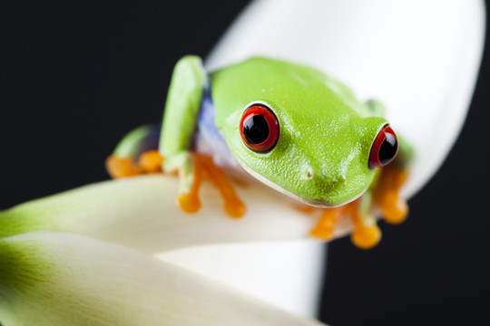 動物