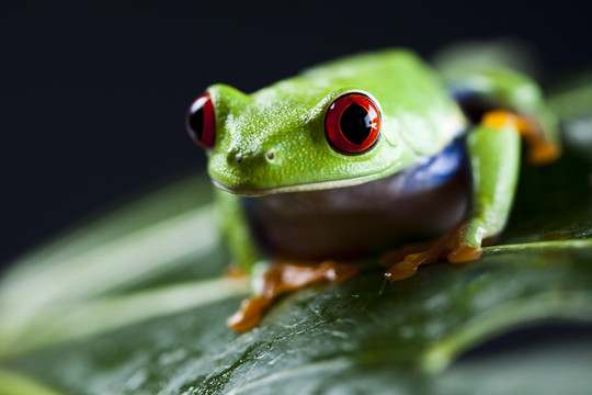 動物