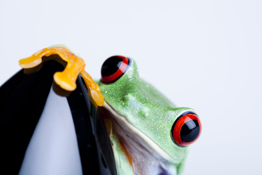 動物