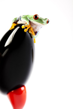 動(dòng)物
