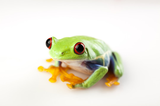 動物