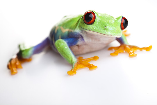 動物