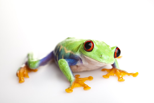 動物