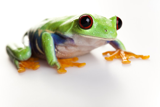 動物