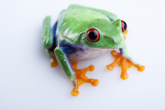 動物