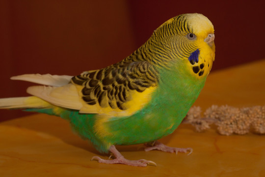 藍(lán)色