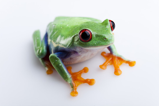 動物