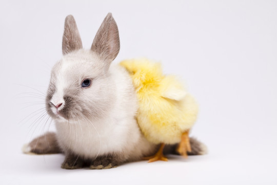 動物