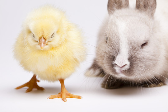 動物