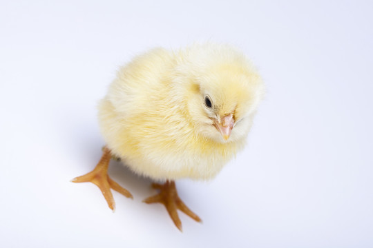 動物