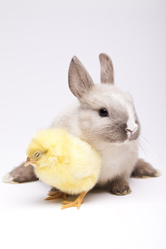 動物