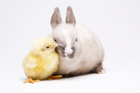動物