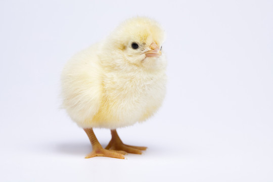 動物