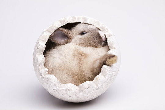 假日