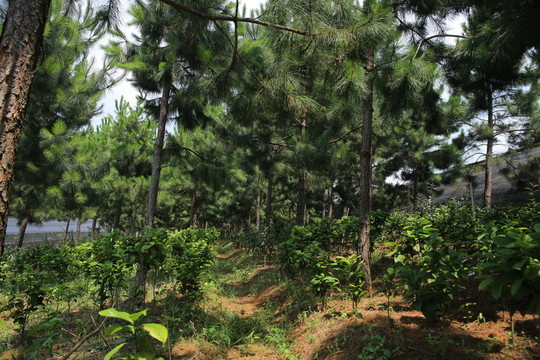 松樹