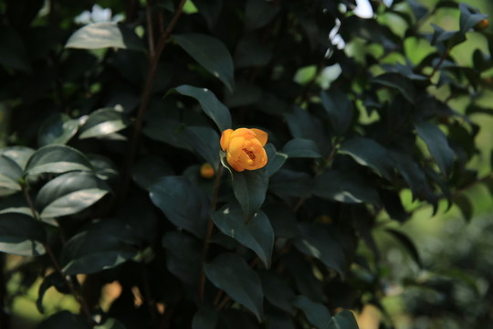 灌木