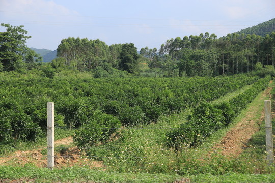 茶園