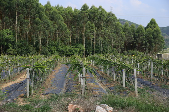 火龍果園