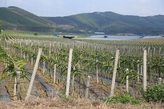 火龍果園