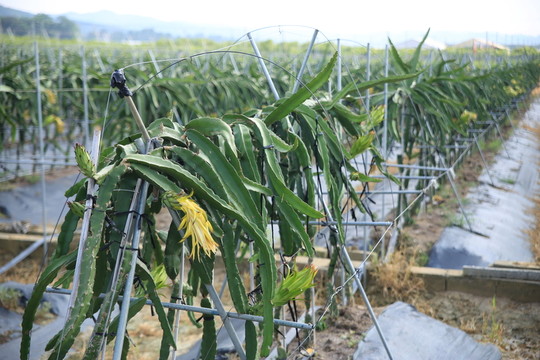 火龍果樹(shù)