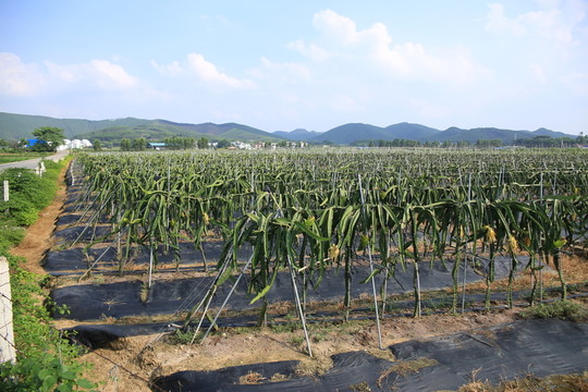 火龍果園