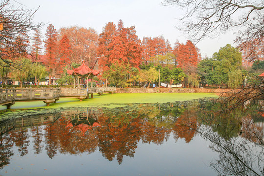武漢大學(xué)星湖
