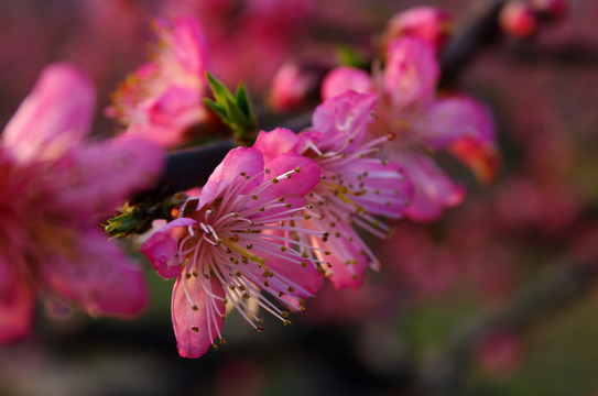 人間芳菲地