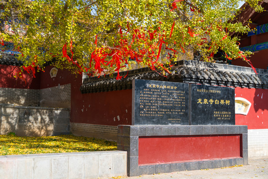 千年白果樹