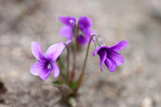 小野花