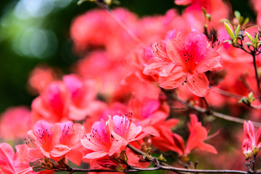 紅杜鵑