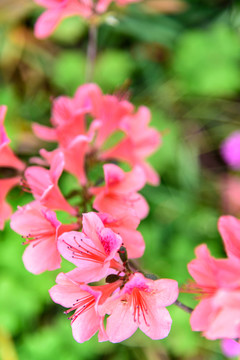 紅杜鵑