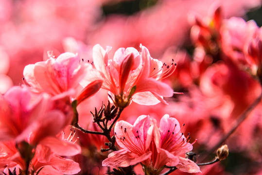 紅杜鵑