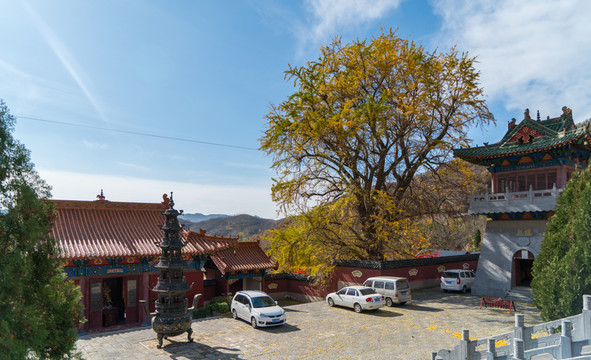 千年白果樹(shù)