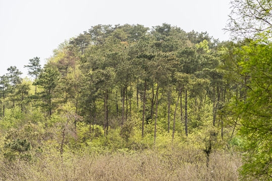 山林
