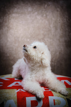 貴賓犬