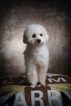 貴賓犬