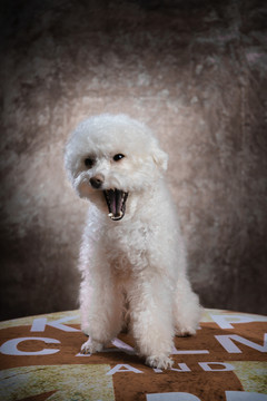 貴賓犬