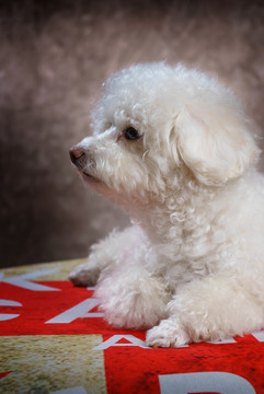 貴賓犬
