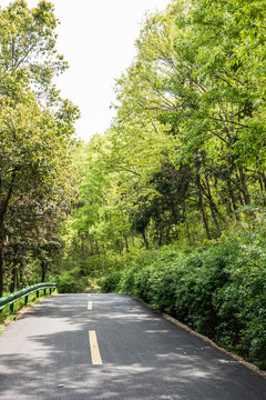 金牛山林間公路